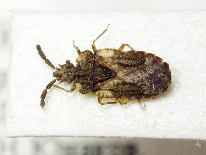 Aradus depressus (Fabricius, 1794)